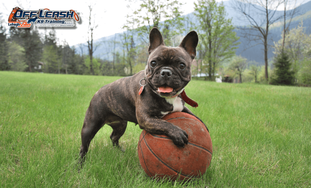 Dog training Easton PA with playful French bulldog
