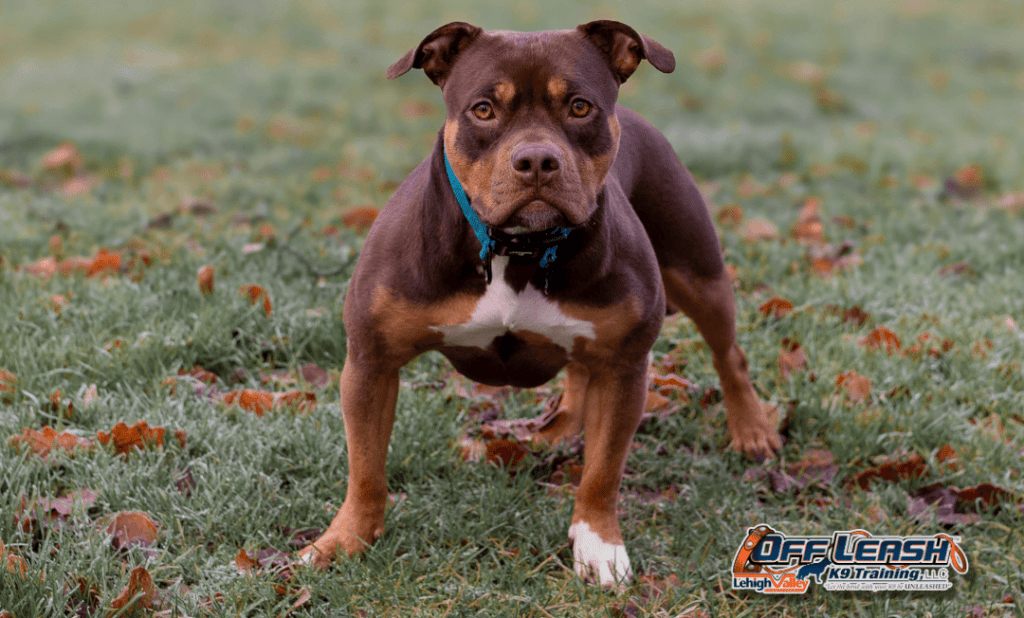 Dog training Easton PA with focused dog in grass