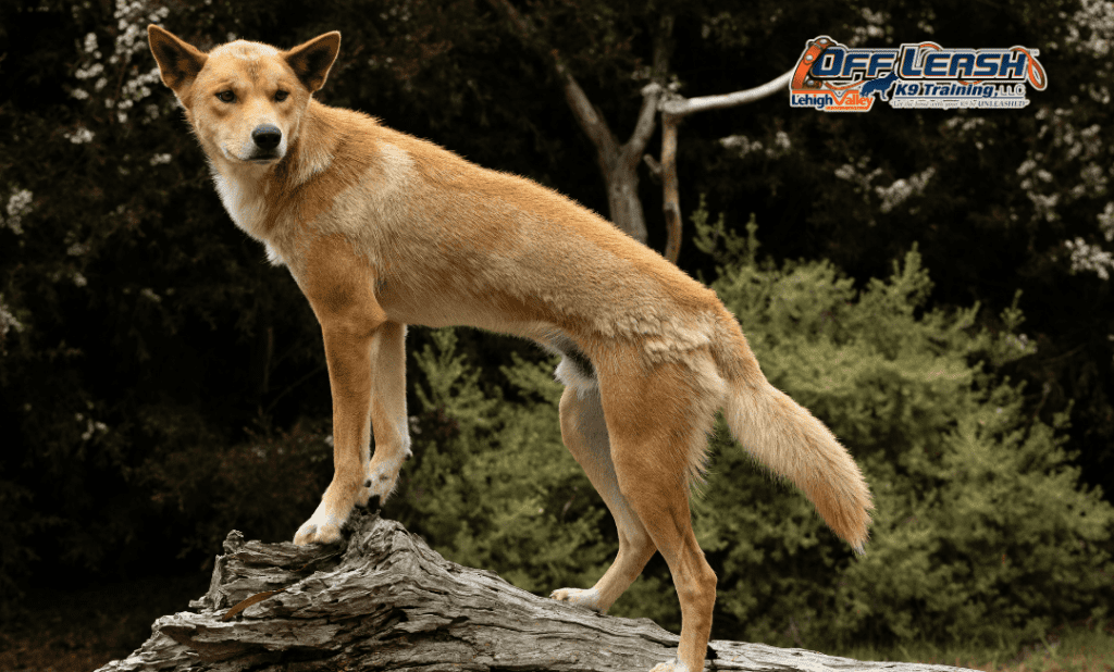 Puppy training Lehigh Valley dog standing on log