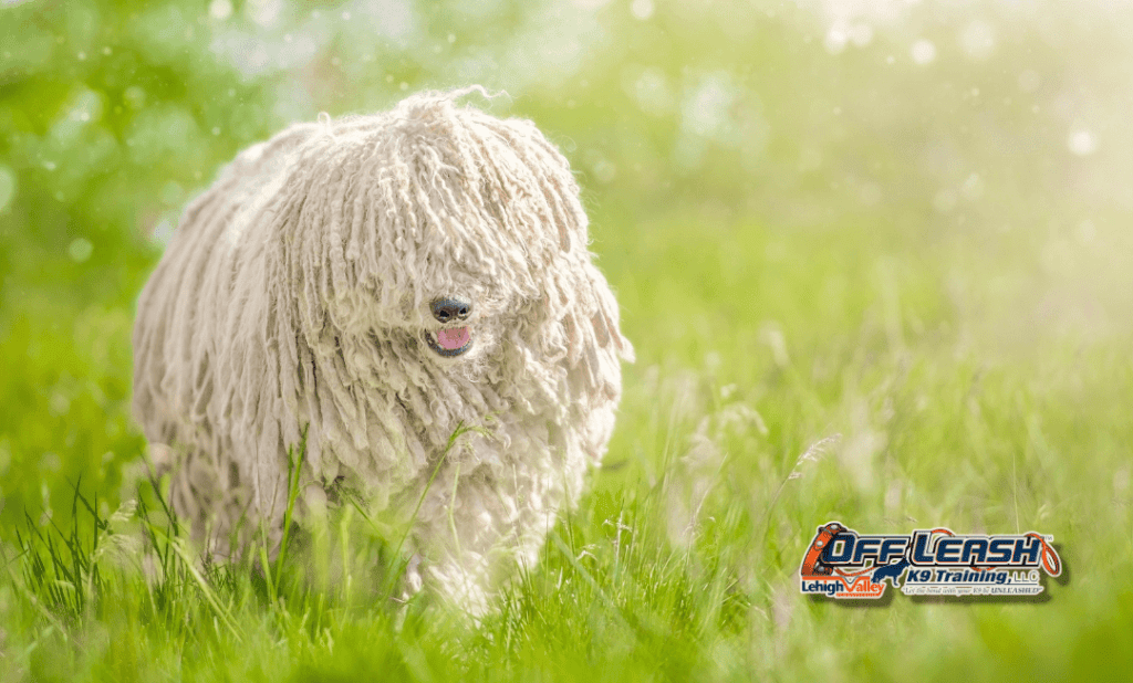 Dog obedience training Lehigh Valley white dog in grass