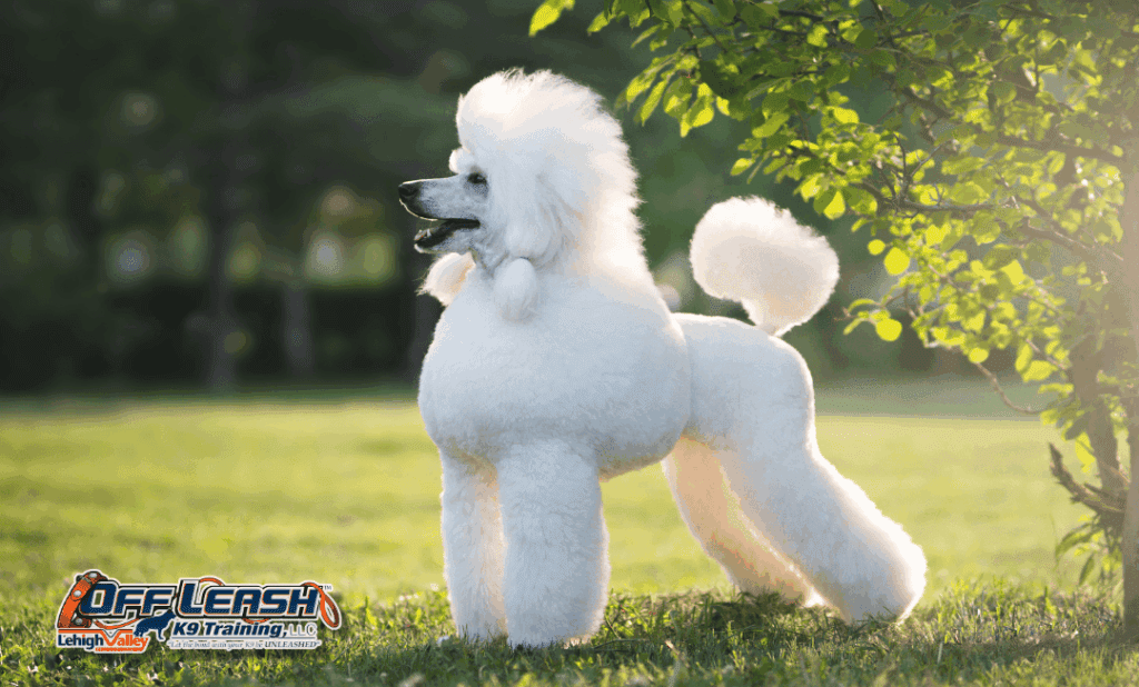 Therapy dog training Lehigh Valley white poodle in park
