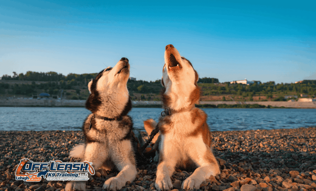 5 Fascinating Facts Behind Why Dogs Howl Loudly