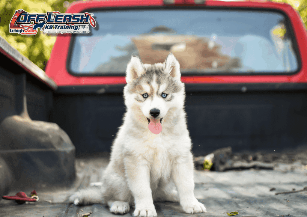 Board and train Lehigh Valley husky puppy in truck bed