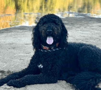 Black doodle resting during dog training Bethlehem, PA