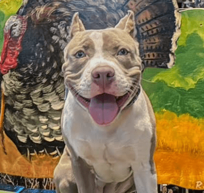 Puppy training Lehigh Valley smiling dog by mural