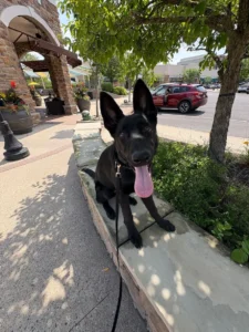 Arwen the puppy practicing better commands and leash skills in Lehigh Valley, PA after training.