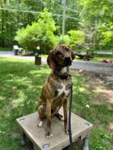 Bowie the hound practicing improved recall, sit, and stay after training in Lehigh Valley, PA.