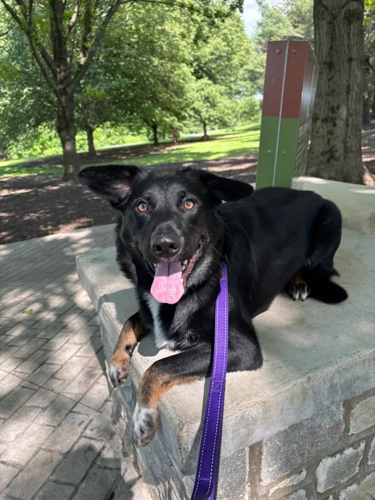Leashed dog at park for dog training Bethlehem, PA