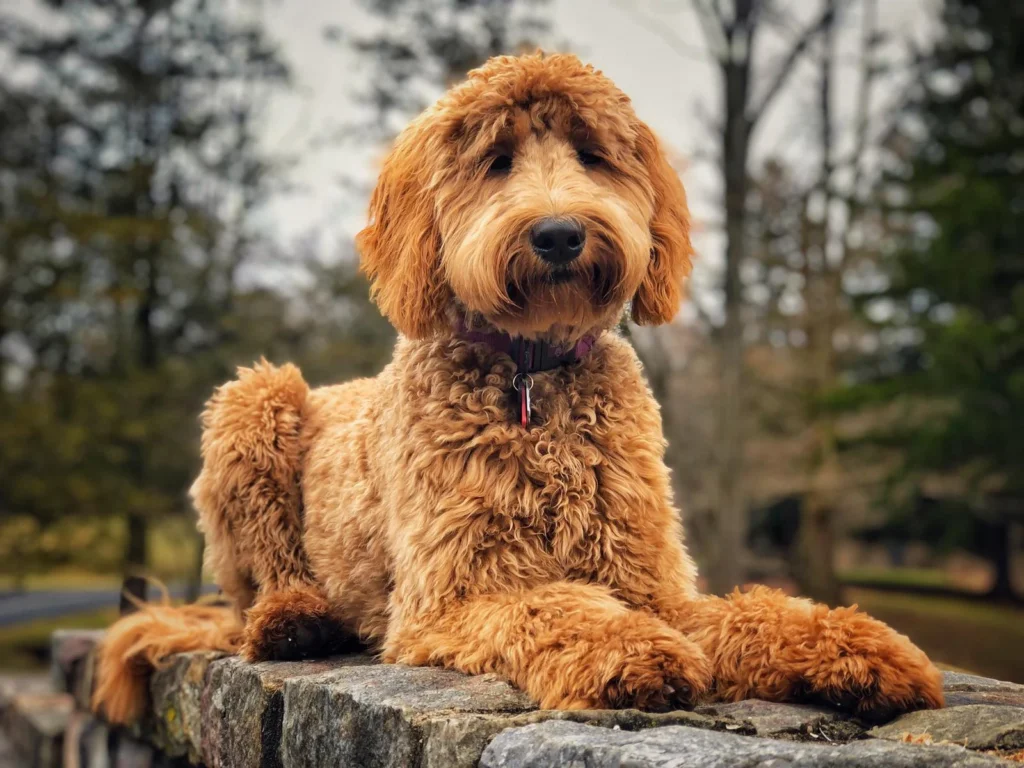 Dog training Allentown PA for calm doodle manners