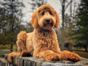 Sophie the Goldendoodle practicing better manners, obedience, and heel in Lehigh Valley, PA after training.