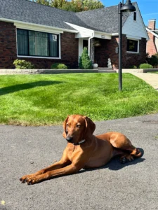 Willow practicing better manners and building off-leash confidence after training in Lehigh Valley, PA.