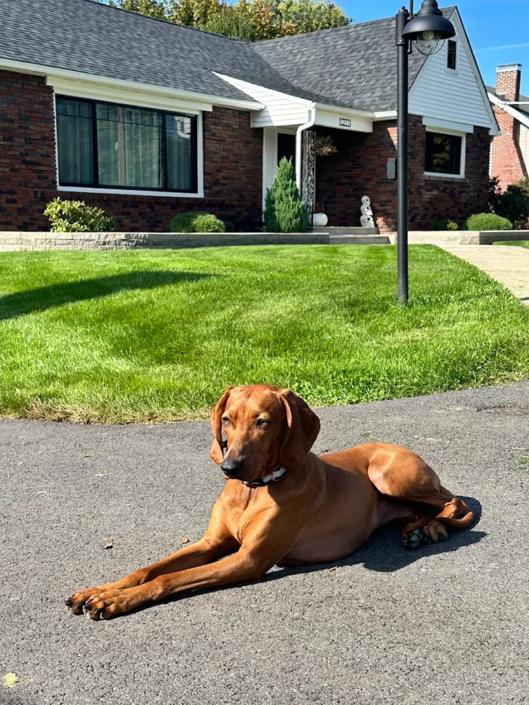Dog training Palmer Township PA with calm dog on driveway