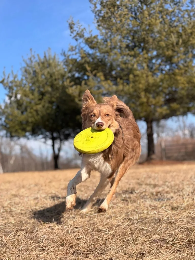 Lehigh Valley Dog Training
