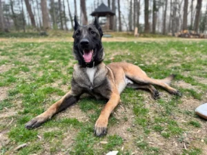 Dog outside Dog Friendly Restaurants in Lehigh Valley