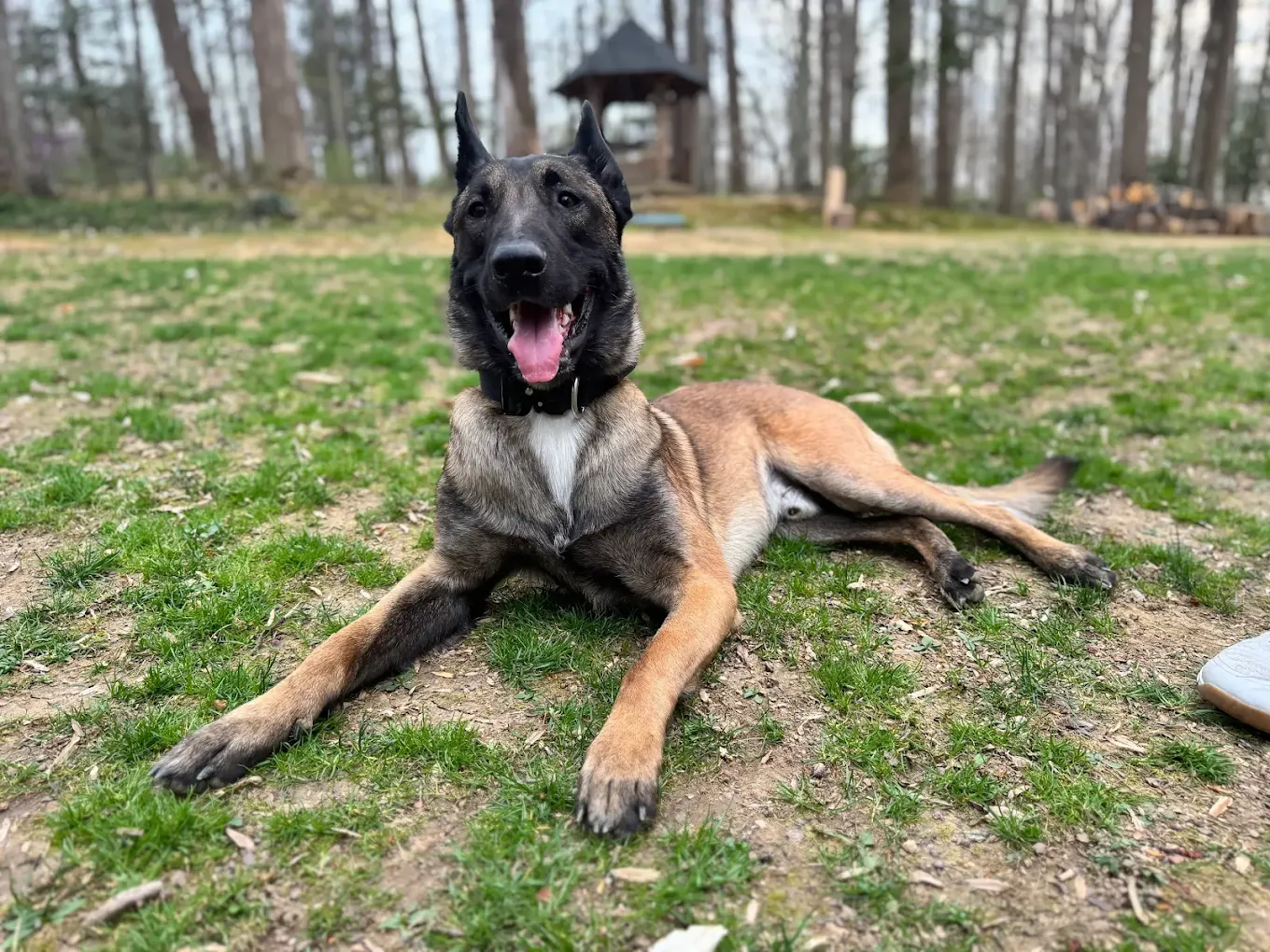 Dog outside Dog Friendly Restaurants in Lehigh Valley