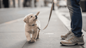 Leash training a puppy on city sidewalk