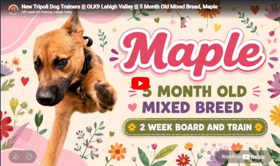 Maple practicing recall and off-leash obedience during structured dog training in Lehigh Valley, PA, while building confidence and focus