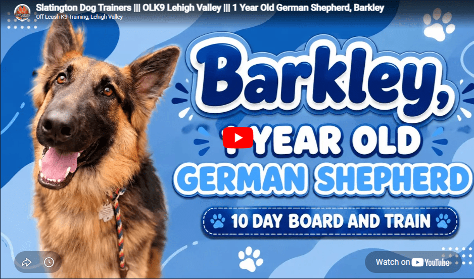 Barkley practicing recall and obedience training in Lehigh Valley, PA, while building better listening, focus, and everyday reliability