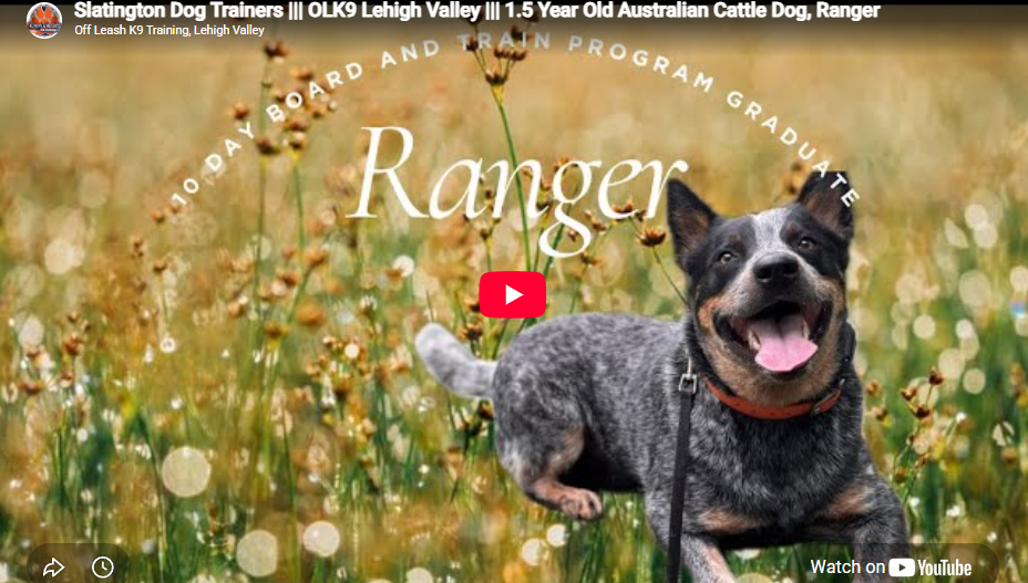 Ranger, an intelligent Cattle Dog, practicing off-leash recall and structured obedience training in Lehigh Valley