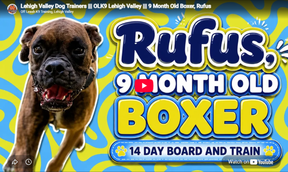 Rufus the Boxer practicing calm manners in Lehigh Valley, PA