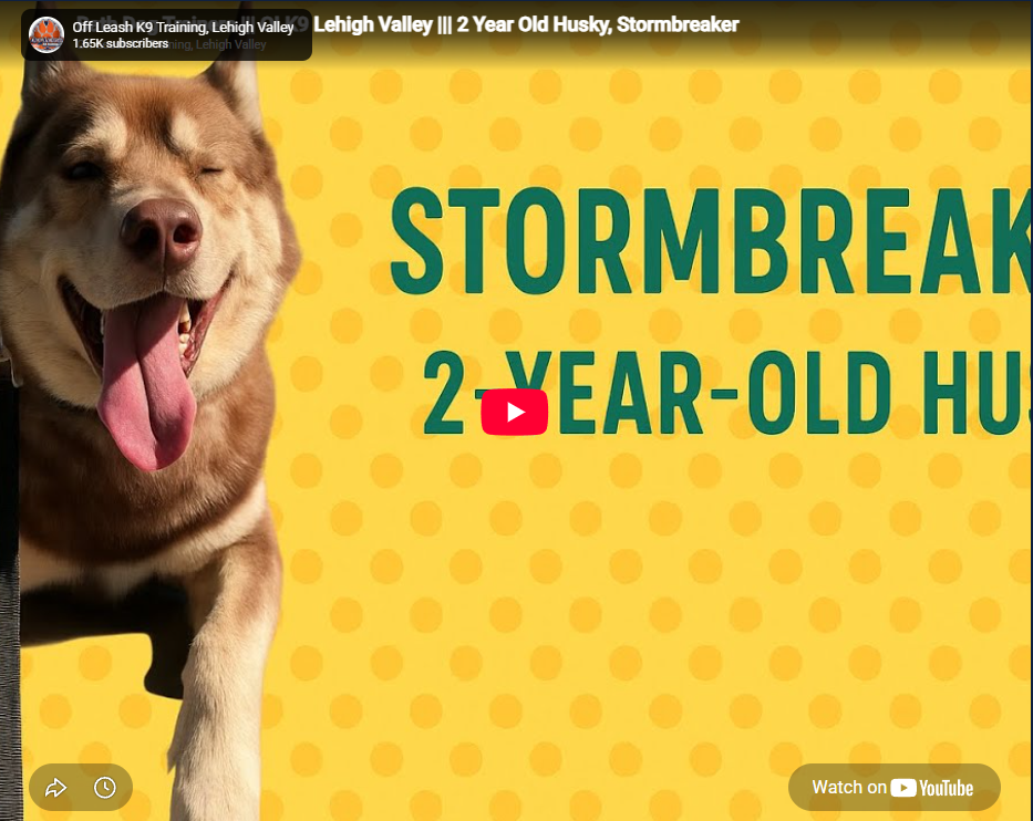 Stormbreaker, a two-year-old Siberian Husky, practicing structured obedience training in Lehigh Valley