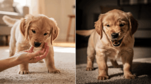 Puppy biting vs aggression signs owners should know