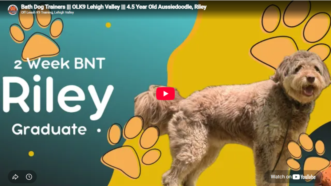 Riley practicing structured leash walking and obedience training in Lehigh Valley