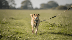 E-collar training for beginners and recall practice
