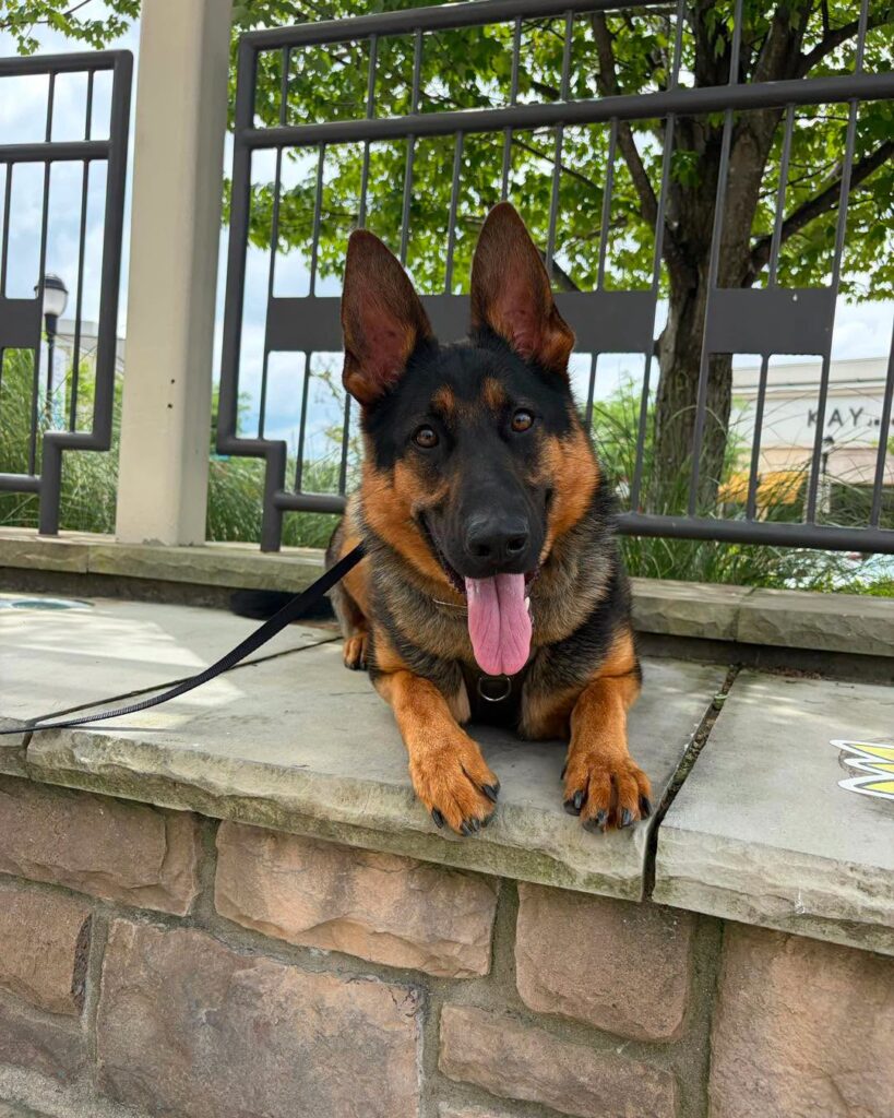 German Shepherd during a Dog Training Northampton PA session