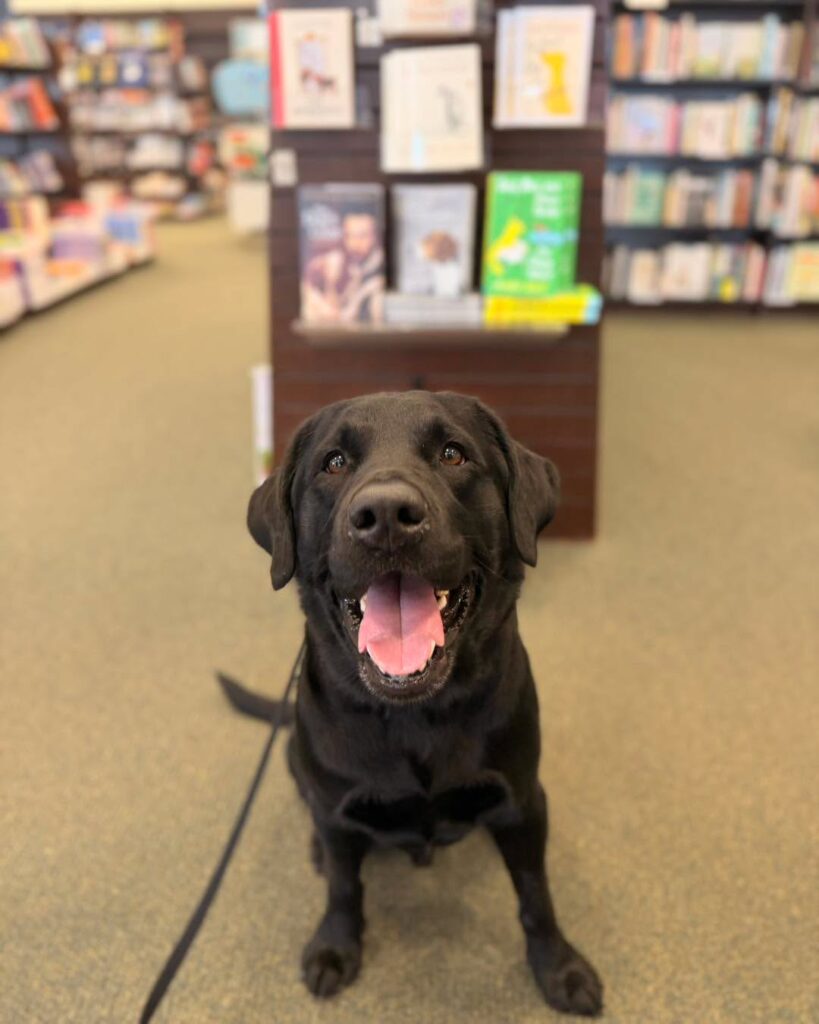 Dog training Fullerton PA with Labrador sitting in bookstore