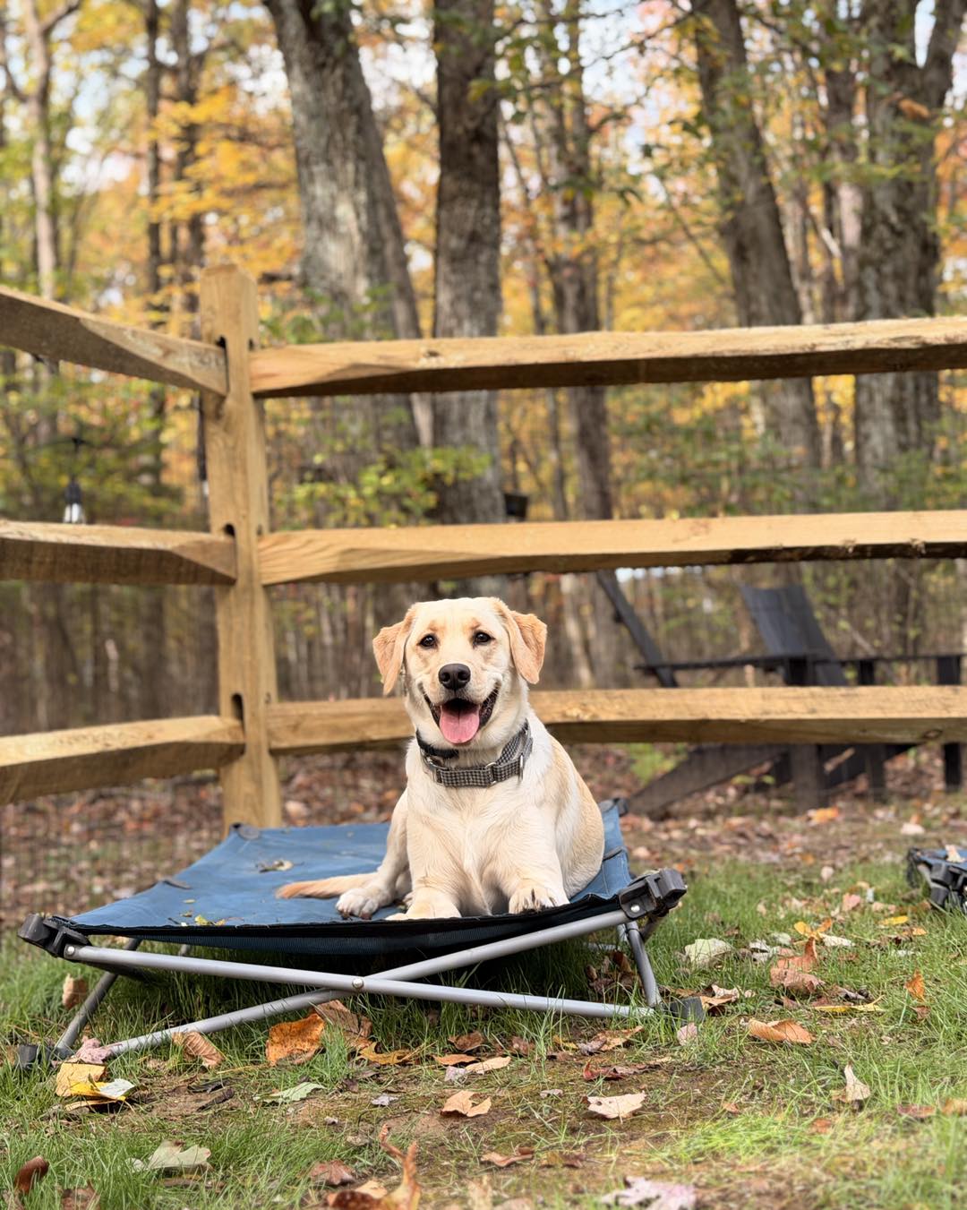 Dog Training Northampton PA with Labrador on a training cot.