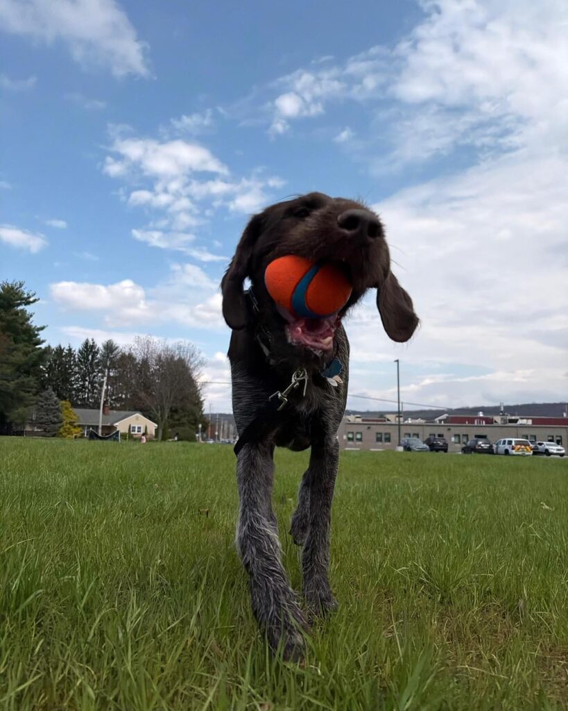 Dog training Salisbury Township PA during outdoor ball fetch