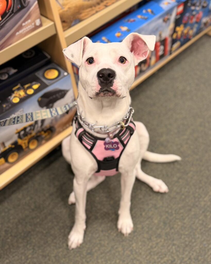 Dog training Salisbury Township PA with white dog in a store