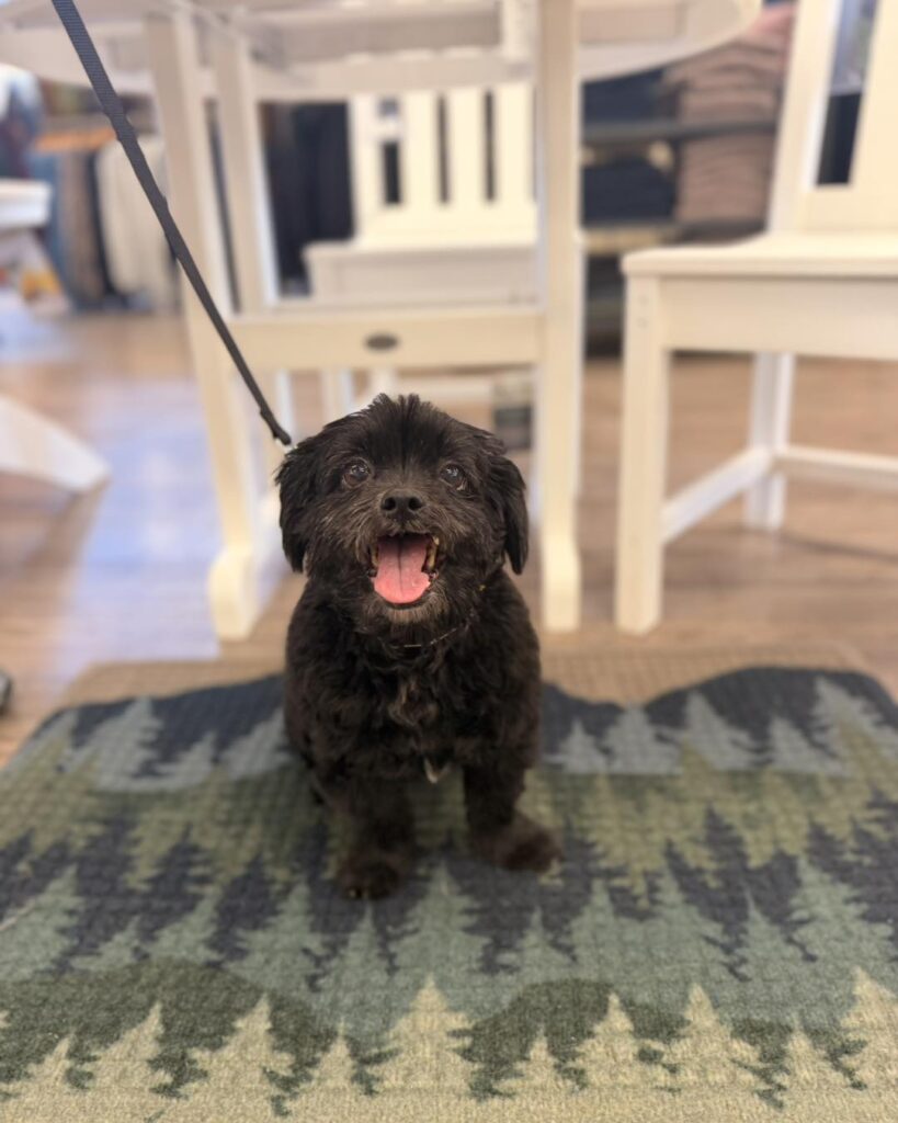 Dog training Fullerton PA with small black dog on indoor rug