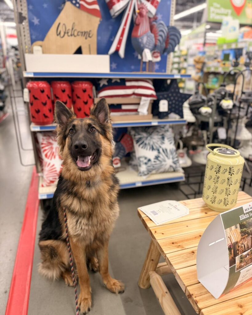 German Shepherd doing Dog Training Northampton PA in a store