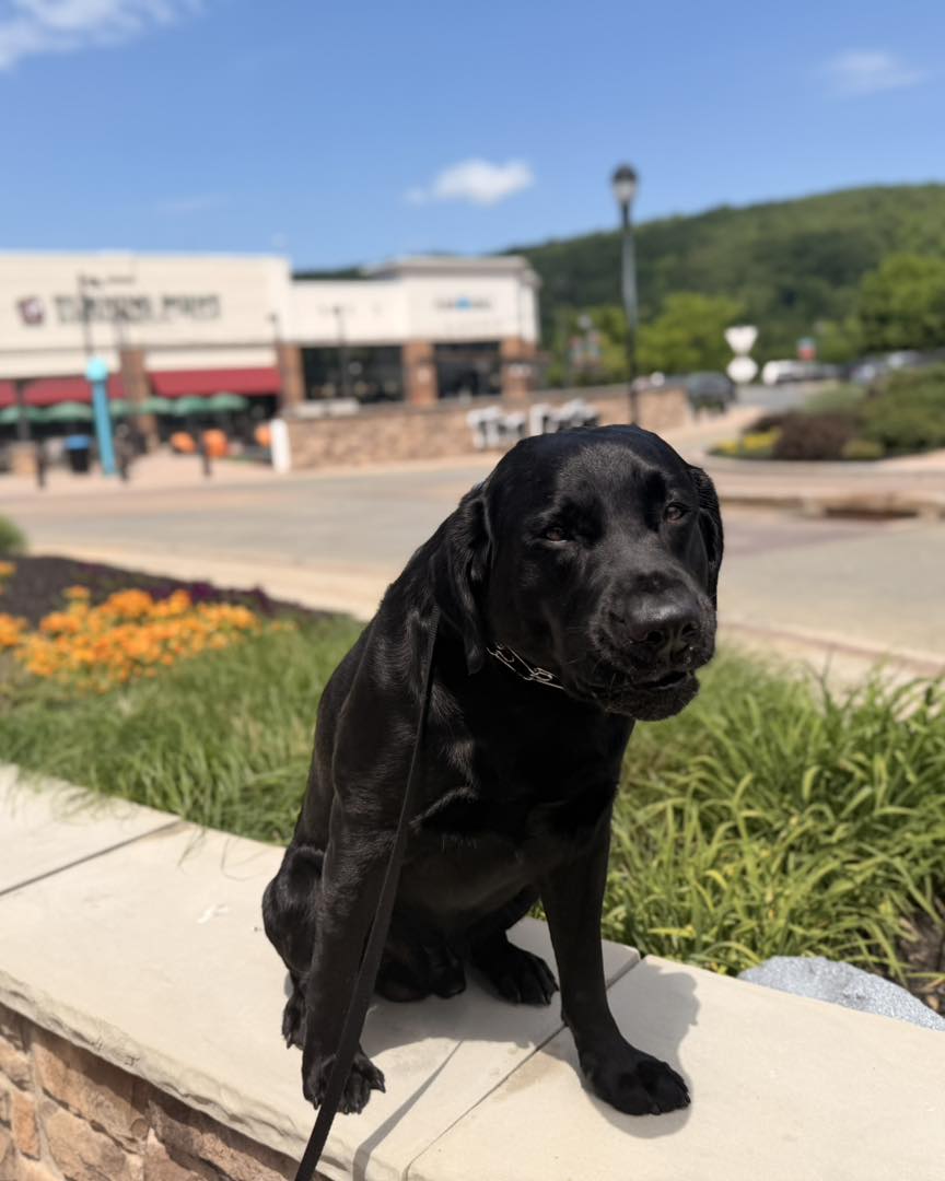 Dog training Fullerton PA black Labrador obedience outdoors