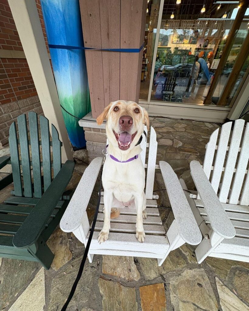 Dog training Salisbury Township PA Labrador on outdoor chair