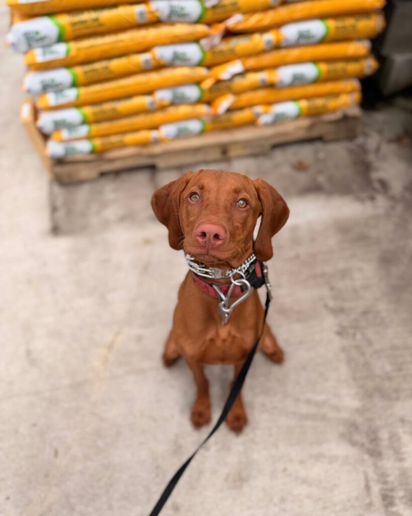 Dog Training Northampton PA with Vizsla practicing obedience