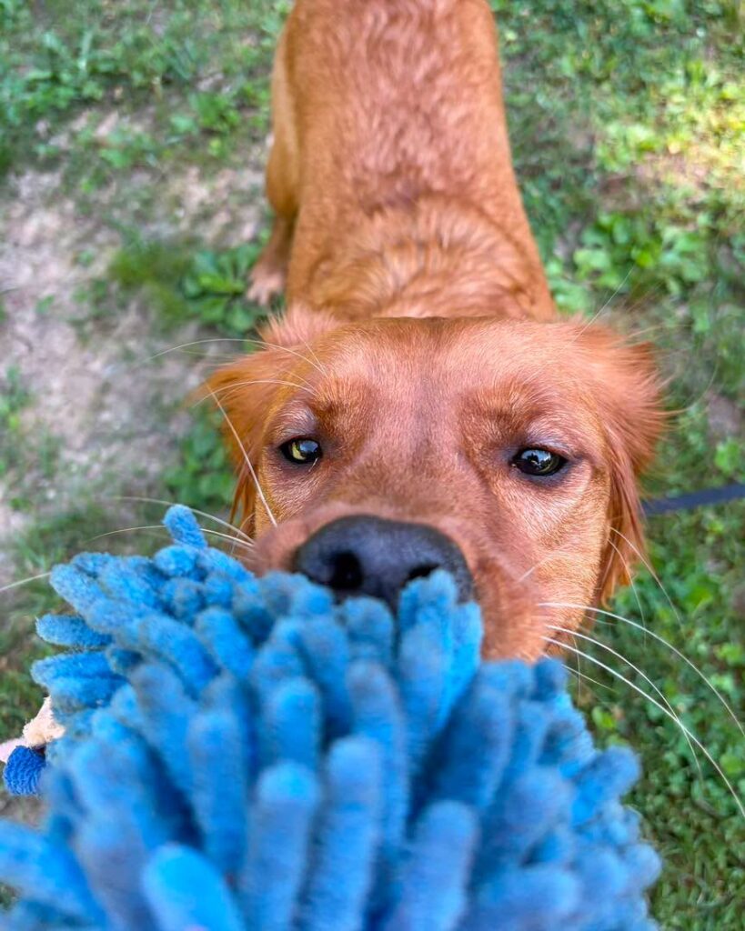 Dog Training Northampton PA with retriever tug toy practice.