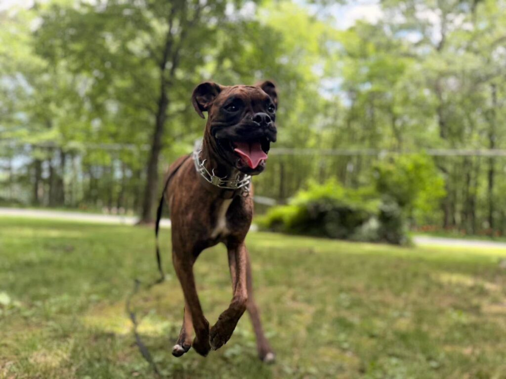 Dog training Fullerton PA with Boxer during recall practice.