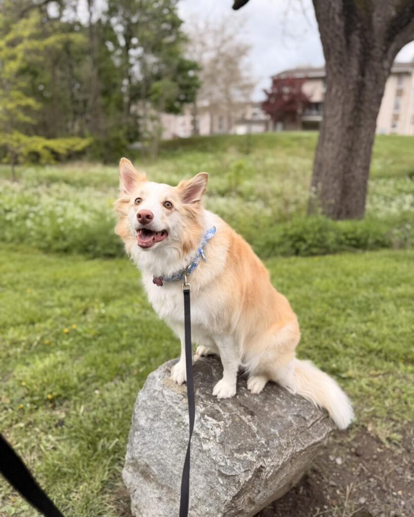Dog training Fullerton PA with dog practicing place on rock.