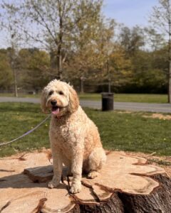 Dog training Salisbury Township PA with doodle on tree stump