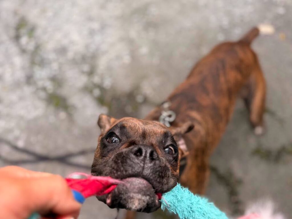 Dog training Salisbury Township PA Boxer practicing tug play