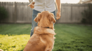 Dog training hand signals for sit command with a retriever